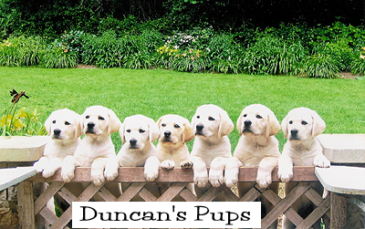 Duncan's pups