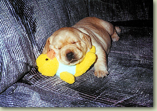 Daisy