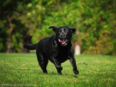 Lexi at Nationals 2014, at play