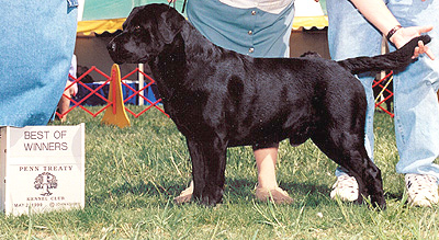 Merlin