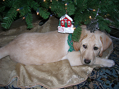 Merry Christmas from Trip