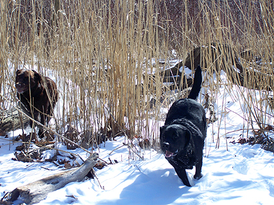 Molly in snowy field