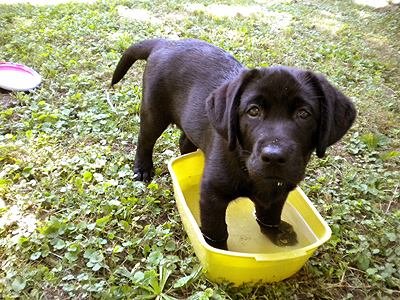 Olive