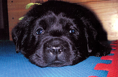 Piper at 4 weeks
