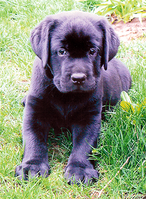 Puppy