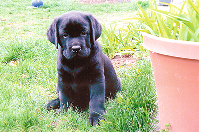 Puppy