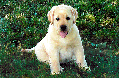 Willow