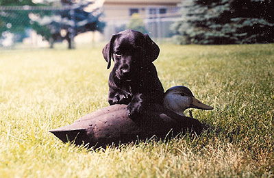 Puppy with decoy