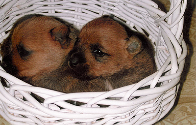 Rosie's pups