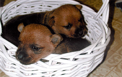 Rosie's pups