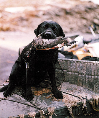 Sadie
