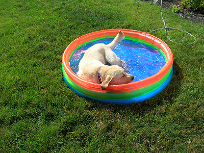 Trip is loving the new pool!