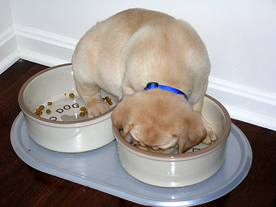 Trip with his paws in both bowls