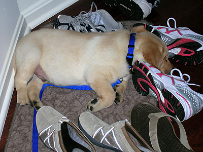 Trip tuckered out from playing