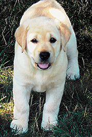 Willow