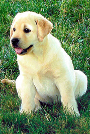 Willow